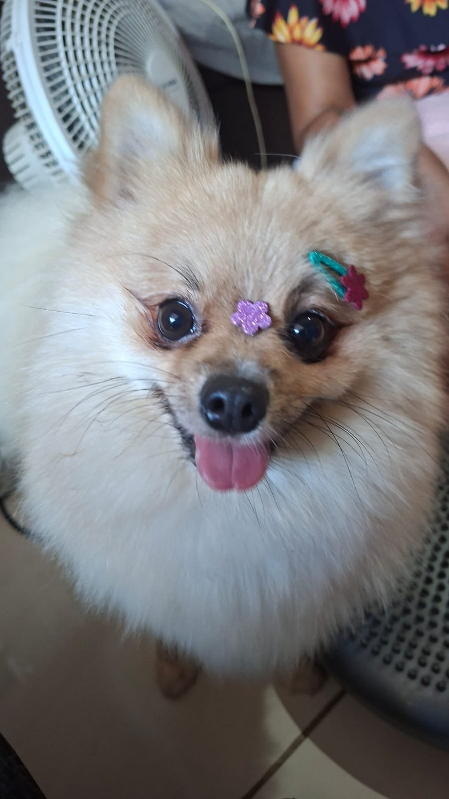 Debora com animal em cuidado